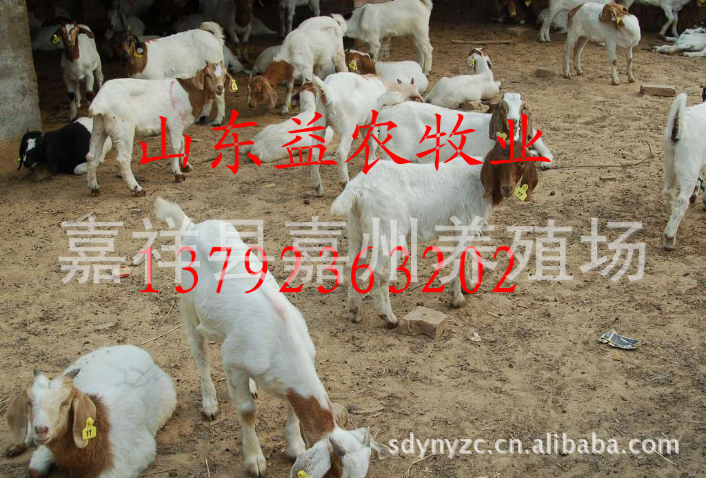 山东益农牧销售波尔山羊，如何饲养波尔山羊，波尔山羊养殖技术