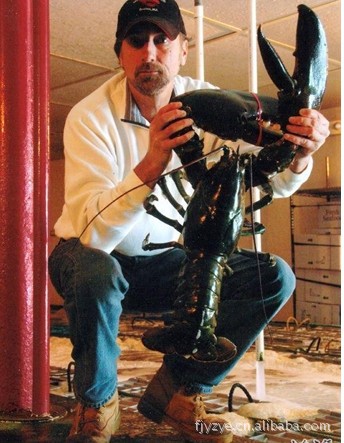 大量供应加拿大 波士顿龙虾 波龙