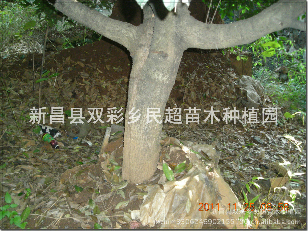 供应新昌苗木 精品桂花 桂花树 金桂 八月桂 品种齐全