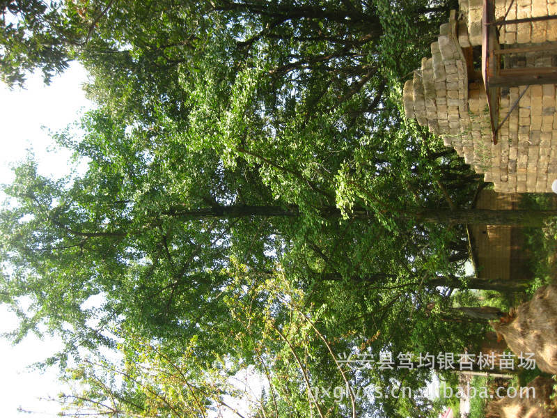 长期大量供应廉价优质10-100公分广西桂林银杏树 银杏树苗
