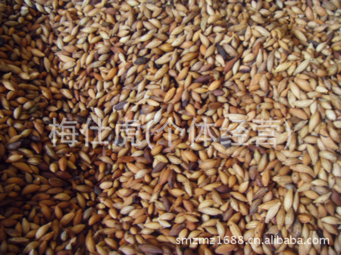 桂花种子批发/八月桂种子、金桂种子批发价格