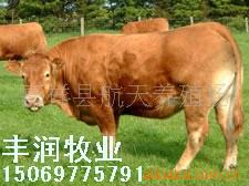 【山东鲁西黄牛养殖场】鲁西黄牛价格-养殖鲁西黄牛