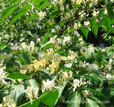 低价大量出售各种规格金银木等花卉苗木 种苗 种子