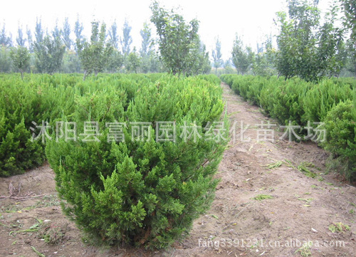 急卖一批苗木--龙柏，金叶女贞,红叶小檗工程大苗（500万棵）