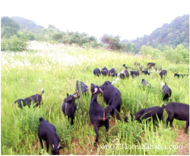 黑山羊种羊，如何养好黑山羊，如何圈养黑山羊，山羊