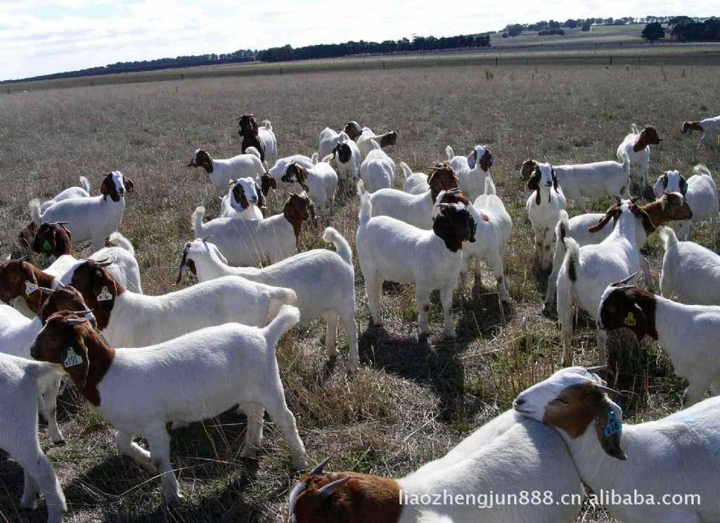 【种羊最佳品种】山羊/山羊肉/山羊苗/山羊种羊/种山羊/山羊养殖