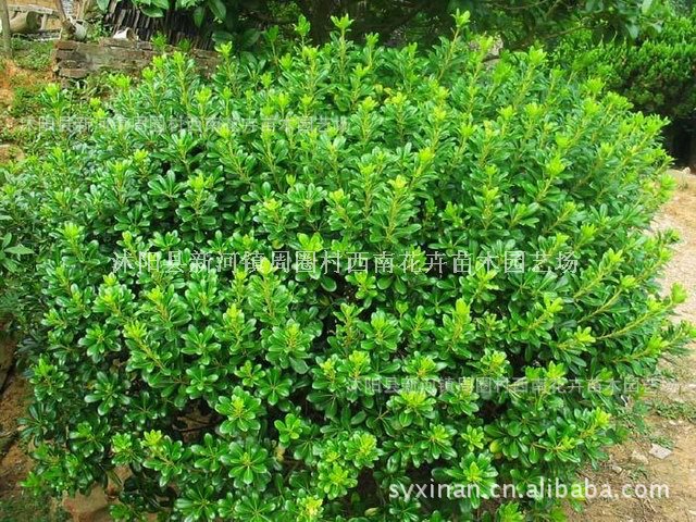 供应海桐球冠幅80公分-2米，西南花卉低价直供苗木