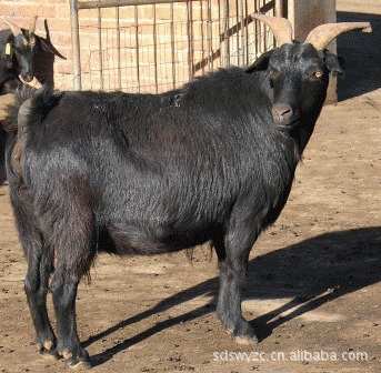 免费供应黑山羊养殖黑山羊养殖前景分析/黑山羊养殖行情