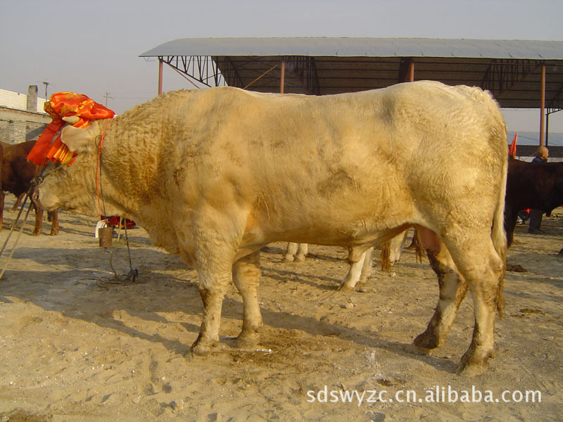 河北廊坊养牛场-廊坊哪里有养牛场-廊坊养牛场在什么地方