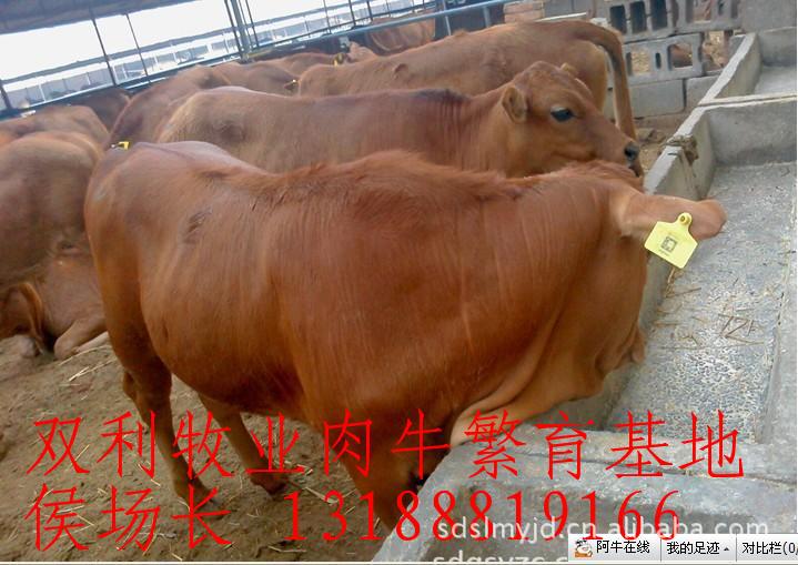 农村创业致富项目、养殖改良肉牛、育肥肉牛犊、肉牛育肥成本利润