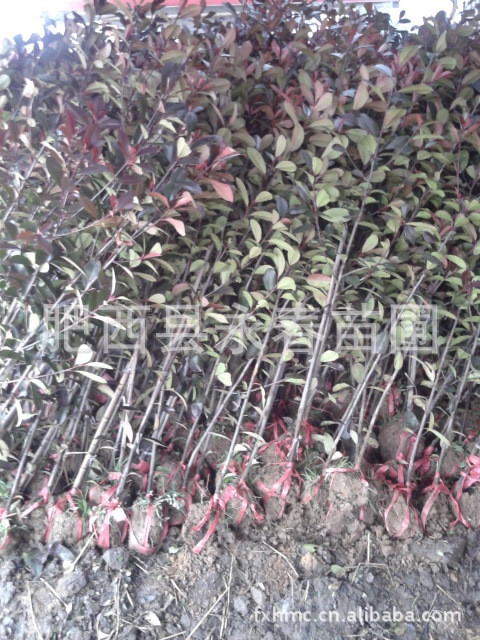 【9元】特卖高杆红叶石楠 本土老牌石楠  石楠苗木 石楠小苗批发