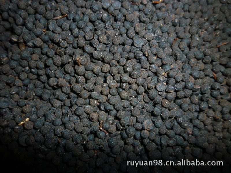 供应最新优良花椒品种---红雪花椒种子