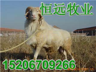 肉羊养殖视频   肉羊配方   肉羊吧   巴美肉羊
