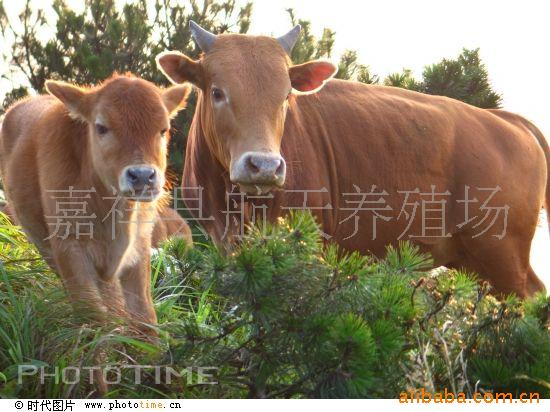 山东丰润牧业万头牛羊养殖农场