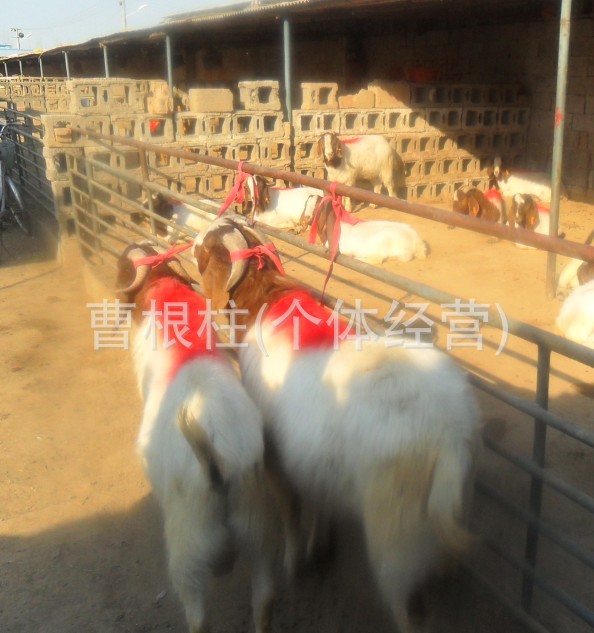 紧急出售波尔山羊 【20只免费运输】 高代系波尔山羊 种羊价格 羊