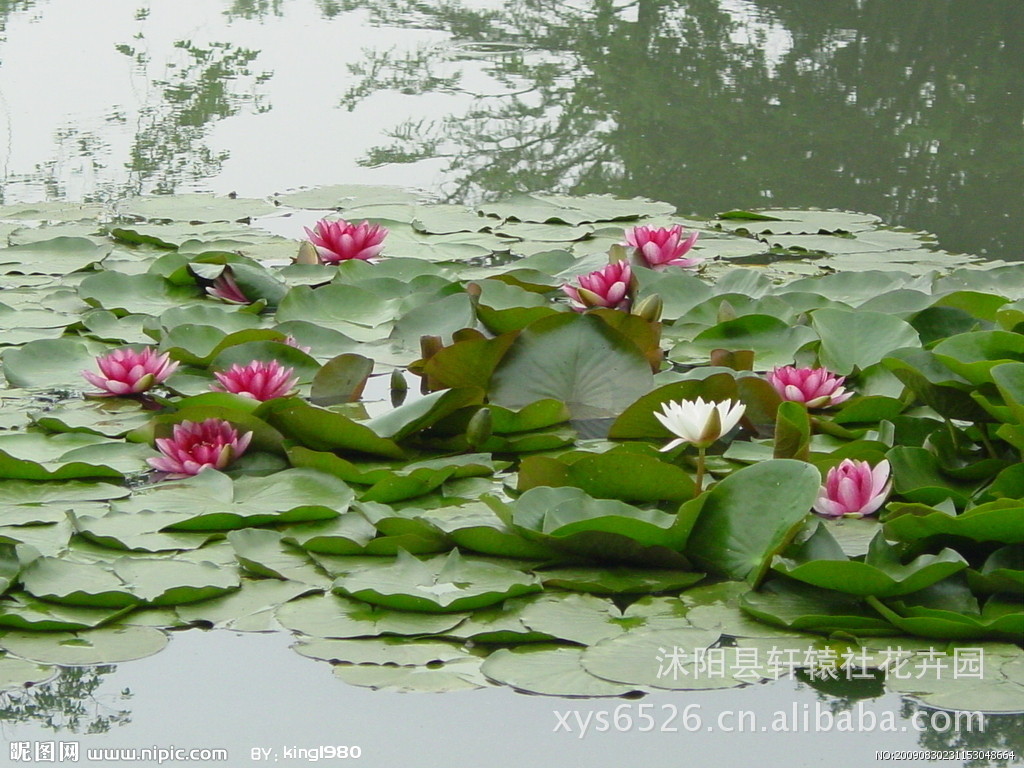 大量供应优质绿化苗木 水生植物 水生花卉  睡莲 多种颜色