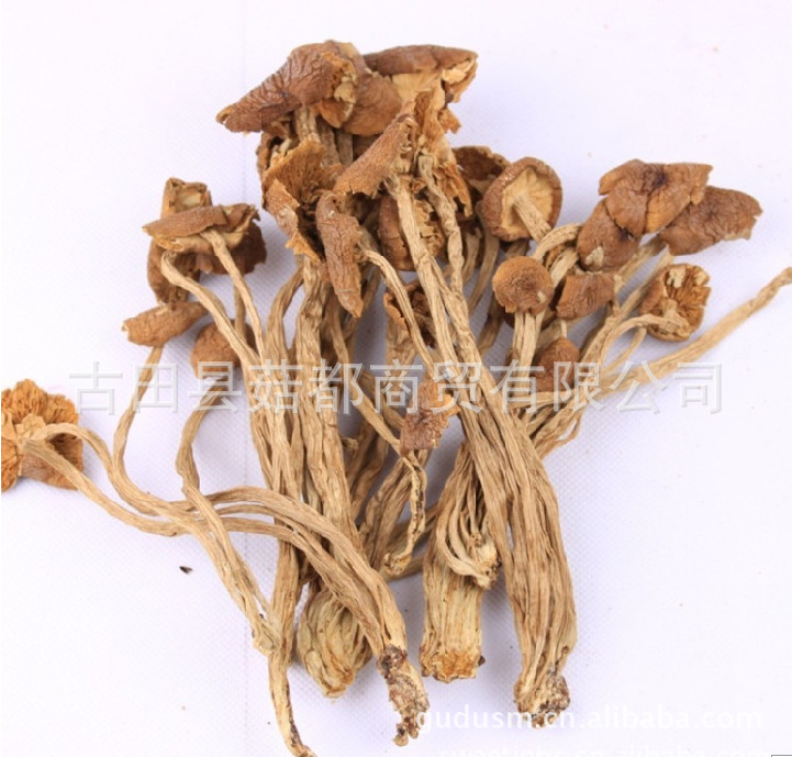 批发供应产地直销 古田茶树菇干货 食用菌 量大从优！