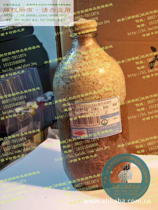 织金[清香型]红托竹荪 栽培种(三级种)