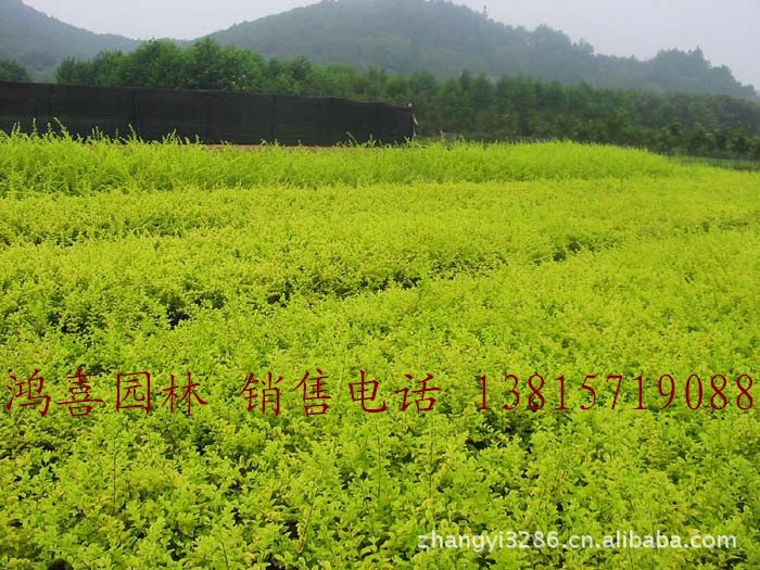 供应绿化苗木、金叶女贞、金叶女贞苗