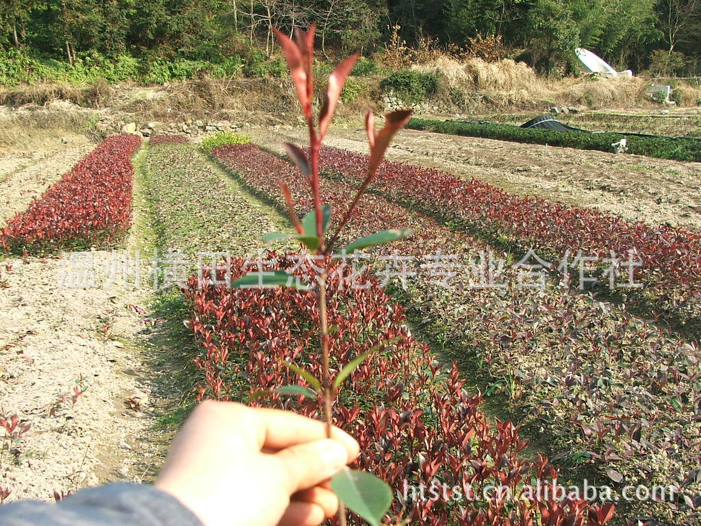 特价 红叶石楠 绿化 工程 苗木 扦插苗15-30公分