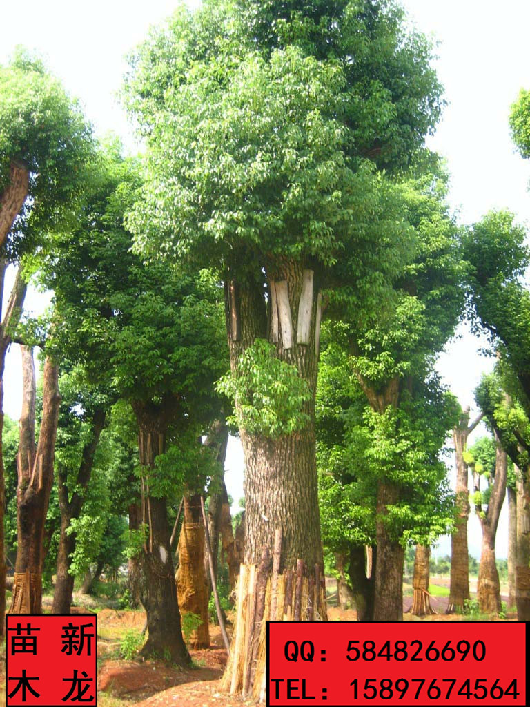 湖北新龙苗圃批发香樟树种子