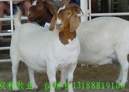 农村创业致富好项目/养殖改良肉羊是财路/育肥小山羊小绵羊繁殖羊