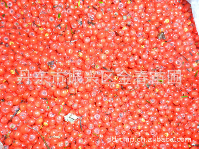 丹东金春苗圃供应优质                  红豆杉种子