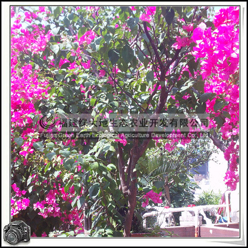 工程绿化苗木 三角梅 灌木花卉