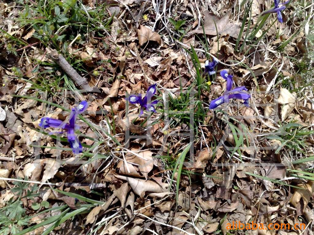 开原市老潘花木场为您提供优质的蝶恋花马兰花马莲种子