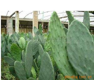 批发供应绿化苗木 观赏花卉 仙人掌 可以食用药用