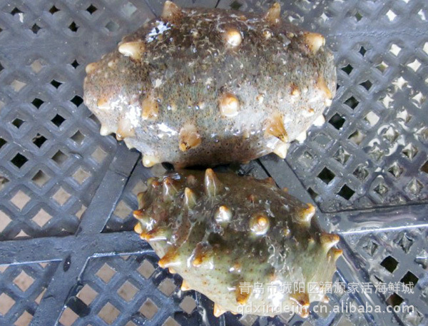 青岛海鲜，活海参，供应青岛鲜活水产品厂家批发鲜活海鲜水产品