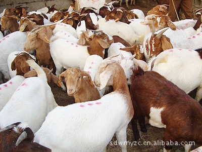 山东文明羊 养殖基地 波尔山羊