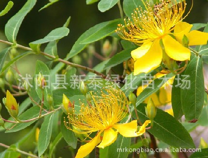 金丝桃  花卉苗木  基地批发金丝桃  金丝梅