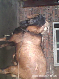 【简阳建文大耳山羊】