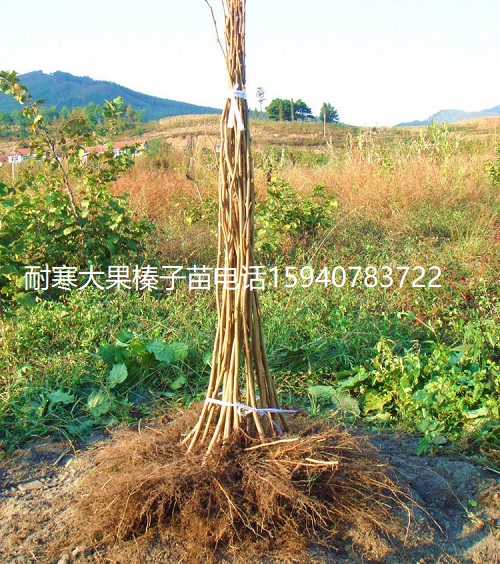 潍坊高产大榛子辽宁榛子查看