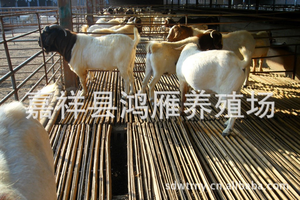 山东卫视采访来我肉羊养殖基地.波尔山羊.小尾寒羊.种羊.白山羊