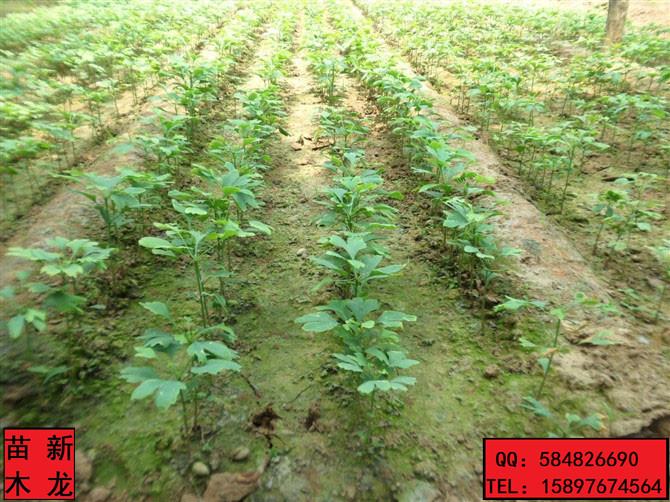 中国最古老的银杏树种新龙苗圃批发银杏苗