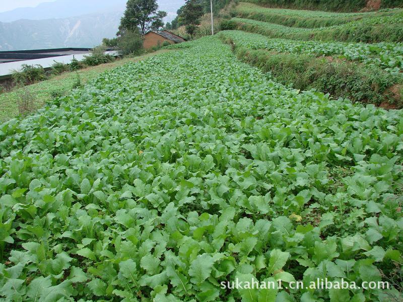 牛粪羊粪发酵菌/发酵牛粪羊粪用菌种/牛粪羊粪秸秆等发酵菌