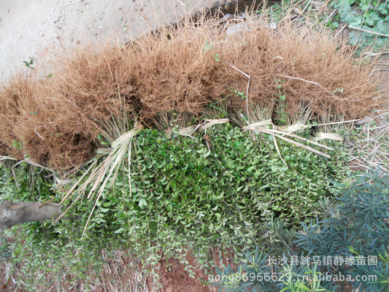 长沙静缘苗圃低价供应，苗木；乔木，灌木.小叶女贞