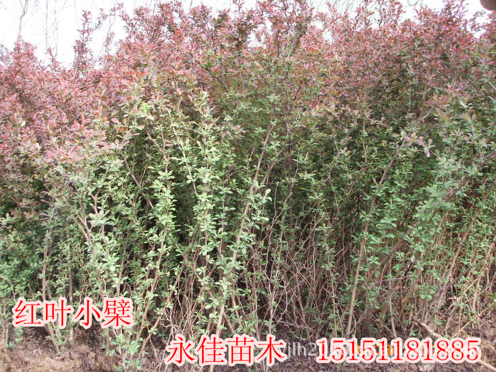 苗圃大量供应：红叶小檗，金叶女贞，小叶女贞绿化苗木