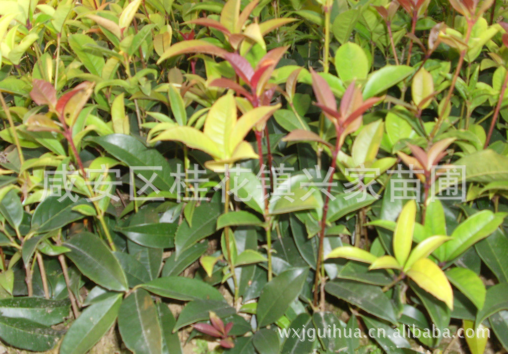 农户苗木批发湖北咸宁桂花镇扦插1年生桂花种苗 花卉苗木 小树苗