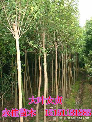 【低价出售】乔木：高杆女贞，高杆女贞苗，高杆女贞树，大叶女贞