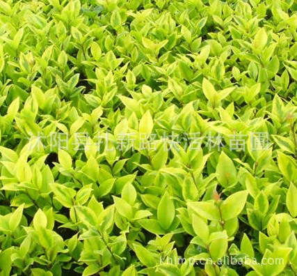 低价供金森女贞苗，金森女贞报价，金森女贞直销