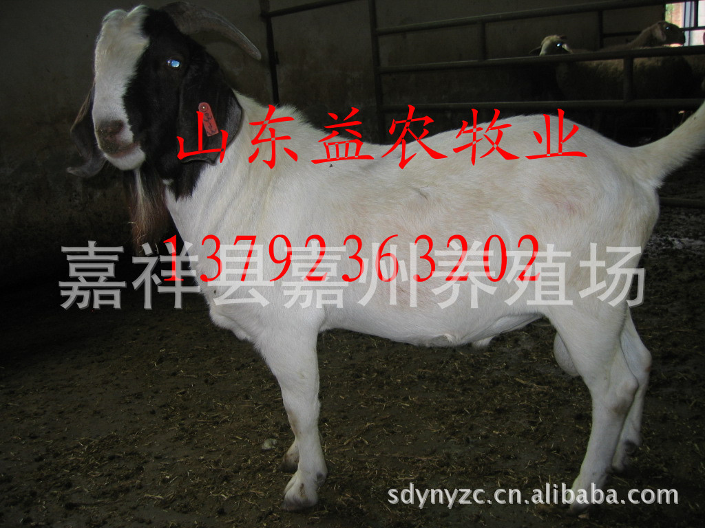 初次养殖波尔山羊需要注意的地方