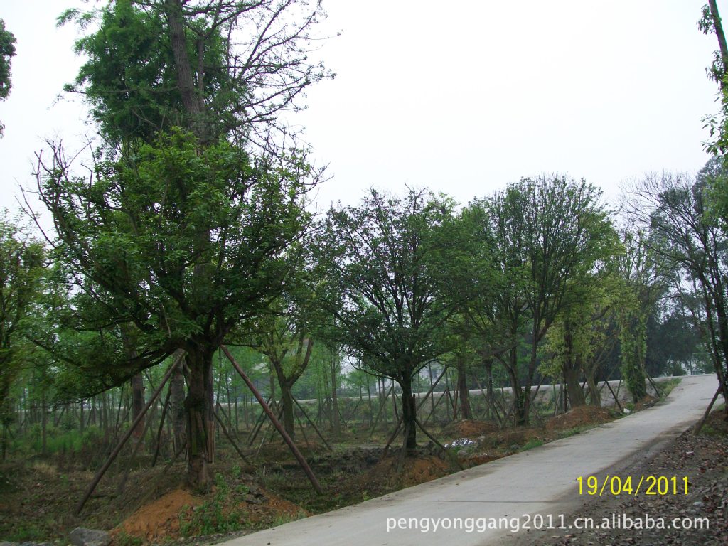 供应50公分以上大规格银杏树  绿化苗木  风景树