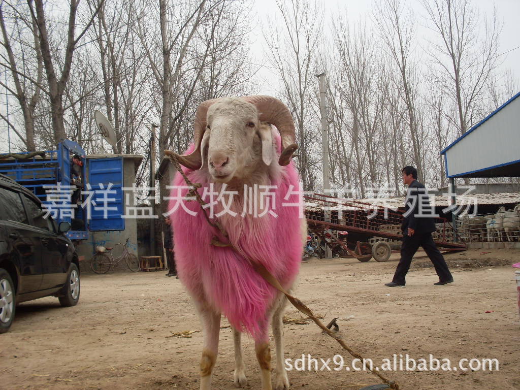 肉羊养殖效益肉羊报价一只羊多少钱肉羊养殖技术肉羊养殖利润