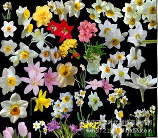 花卉种子 水仙花种球 漳州水仙花种子 大球现货水培 特价甩卖