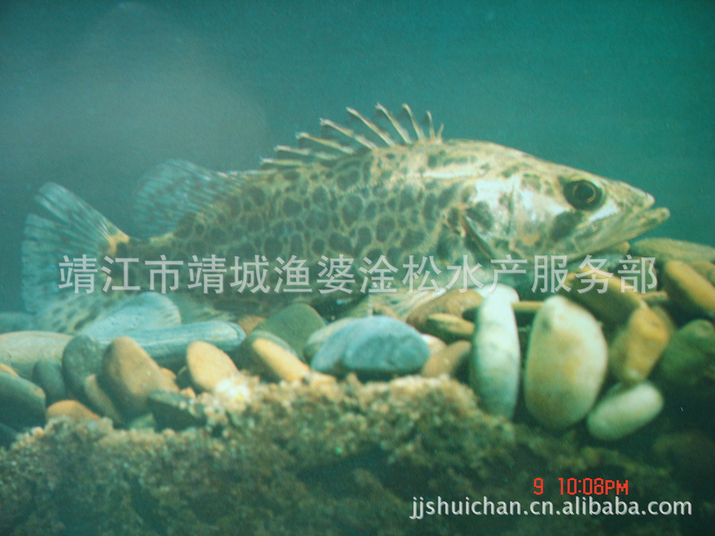 供应鲜活水产(淡水鱼)--鳜鱼(桂鱼)