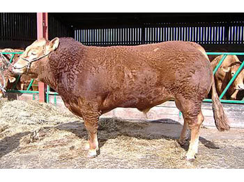 厂家供应优质牛羊、产仔率极高种牛羊、改良育肥牛羊、利木赞牛