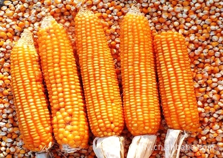 厂家直销，高质量，优质东北黄玉米
